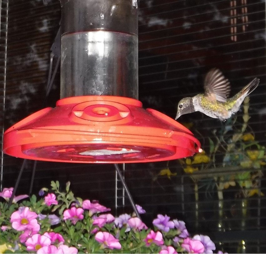 A hummingbird visits a feeder in Evergreen in May 2022.